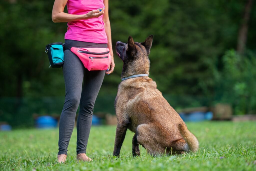 dog,trainer,with,a,belgian,malinois,sitting,in,front,of