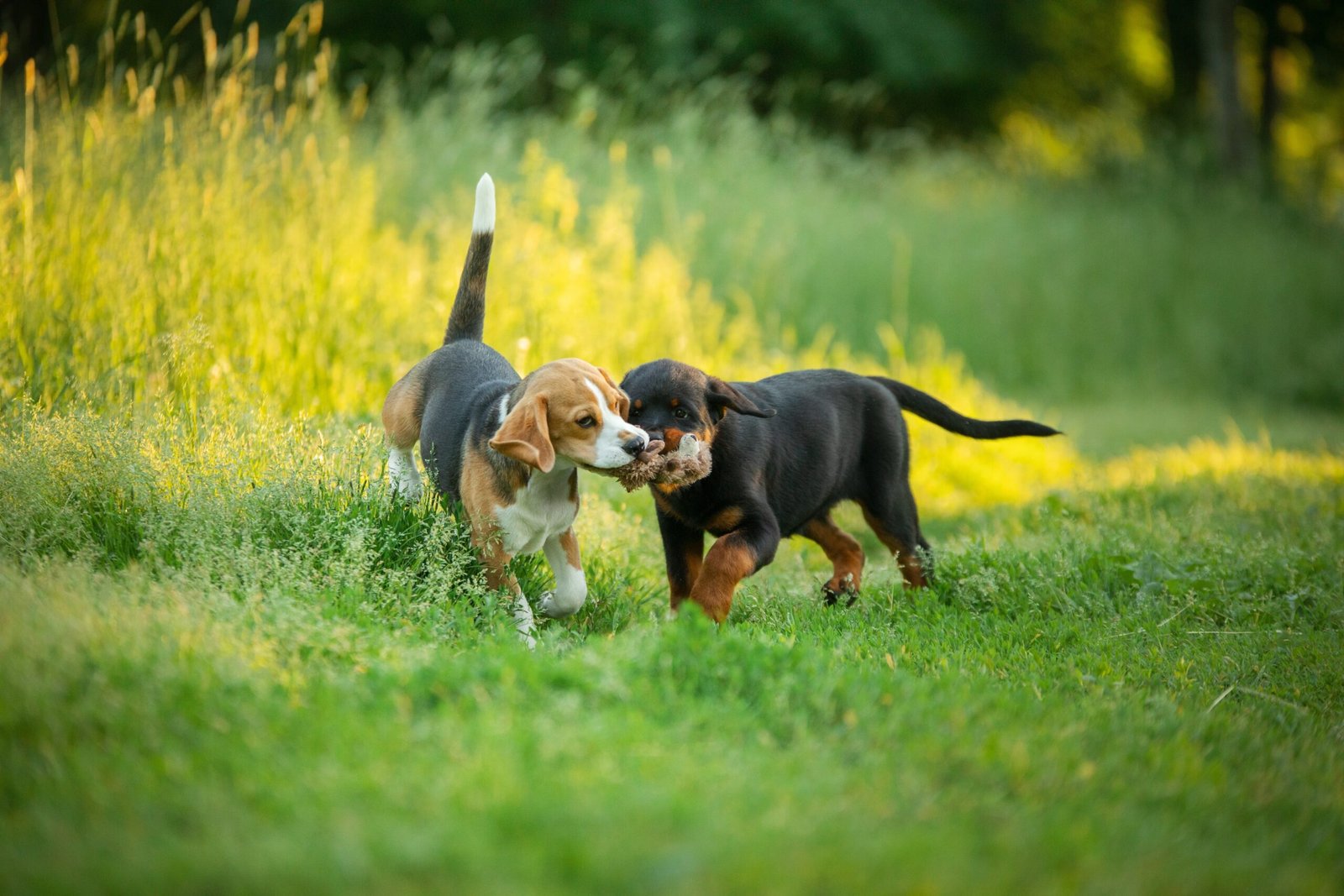 two,puppies,play,together,on,the,grass,,in,nature.,dog