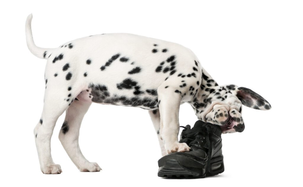 dalmatian,puppy,chewing,a,shoe,in,front,of,a,white